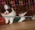 Beautiful Pomeranian Puppies For Sale Georgia
