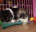 Beautiful Pomeranian Puppies For Sale Georgia