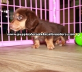 Chocolate Mini Dachshund Puppies For Sale Georgia