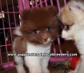Adorable Pomeranian Puppies For Sale Georgia