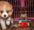 Adorable Pomeranian Puppies For Sale Georgia