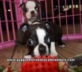 Adorable Boston Terrier Puppies For Sale Georgia