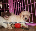 Adorable Shih Poo Puppies For Sale Georgia