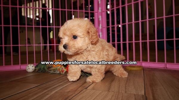 Puppies For Sale Local Breeders Adorable Maltipoo Puppies For Sale Georgia At Lawrenceville Puppies For Sale Local Breeders