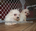 Adorable Maltese Puppies for sale Ga