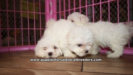 Adorable Malti Tzu Puppies for sale Ga