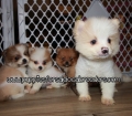 Gorgeous Pomeranian Puppies For Sale Georgia