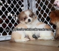 Gorgeous Pomeranian Puppies For Sale Georgia