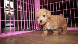 Gorgeous Poodle Puppies For Sale Georgia