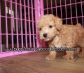 Gorgeous Poodle Puppies For Sale Georgia