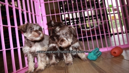 Lovely Mini Schnauzer Puppies For Sale Georgia