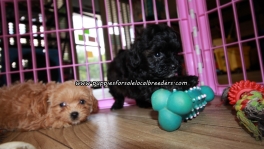 Lovely Shih Poo Puppies For Sale Georgia