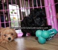 Lovely Shih Poo Puppies For Sale Georgia