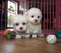 Lovely Maltese Puppies For Sale Georgia