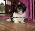 Cute Shih Tzu Puppies For Sale Georgia