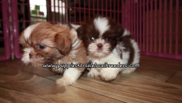 Cute Shih Tzu Puppies For Sale Georgia