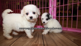 Cute Maltipoo Puppies For Sale Georgia