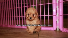 Cute Cavapoo Puppies For Sale Georgia