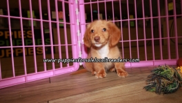 Perfect Mini Dachshund Puppies For Sale Georgia