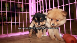 Perfect Pomeranian Puppies For Sale Georgia