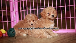 Perfect Poodle Puppies For Sale Georgia