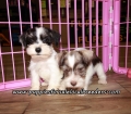 Sweet Mini Schnauzer Puppies For Sale Georgia