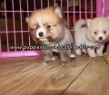 Sweet Pomeranian Puppies For Sale Georgia