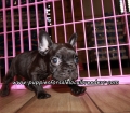 Small Frenchton Puppies For Sale Georgia