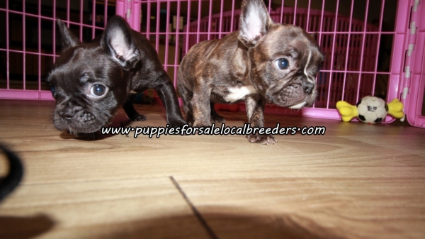 Small Frenchton Puppies For Sale Georgia
