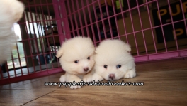 Small Pomeranian Puppies For Sale Georgia