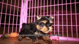 Small Yorkie Puppies For Sale Georgia