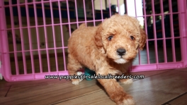 Small Poodle Puppies For Sale Georgia