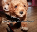 Small Poodle Puppies For Sale Georgia
