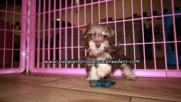Adorable Mini Schnauzer Puppies For Sale Georgia