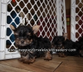 Adorable Yorkie Puppies For Sale Georgia