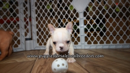 Beautiful French Bulldog Puppies for sale Atlanta Ga