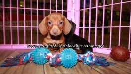 Pretty Mini Dachshund Puppies for sale Atlanta Ga