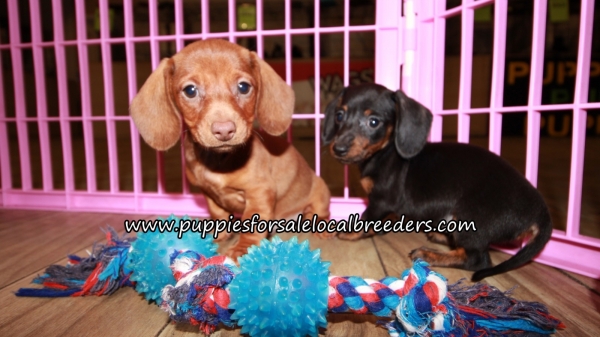 Puppies For Sale Local Breeders Pretty Mini Dachshund