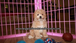 Pretty Maltipoo Puppies for sale Atlanta Ga