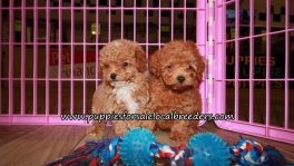 Pretty Poodle Puppies for sale Atlanta Ga