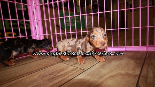 adorable mini dachshunds