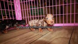 Adorable Mini Dachshund Puppies for sale Ga Atlanta