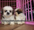 Adorable Shih Tzu Puppies for sale Atlanta Ga
