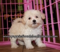 Adorable Maltipoo Puppies for sale Atlanta Ga