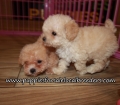 Adorable Poodle Puppies for sale Atlanta Ga