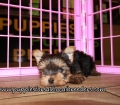 Adorable Yorkie Puppies for sale Atlanta Ga