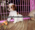Pretty Maltipoo Puppies for sale Atlanta Georgia