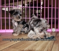 Pretty Schnoodle Puppies for sale Atlanta Georgia