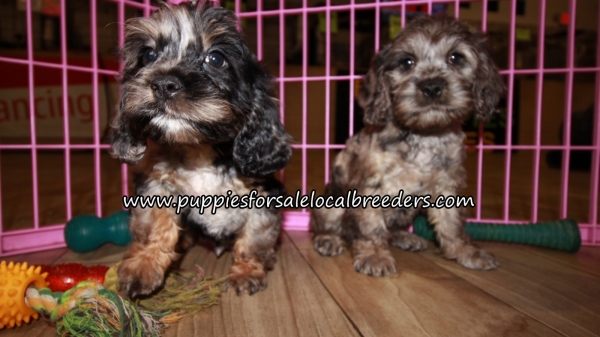 Puppies For Sale Local Breeders Cockapoo Puppies for sale