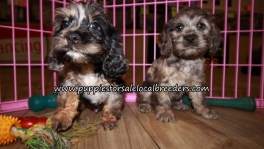 Cockapoo Puppies for sale Atlanta Georgia